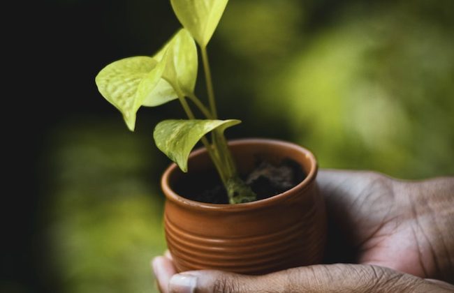 save-trees save-trees